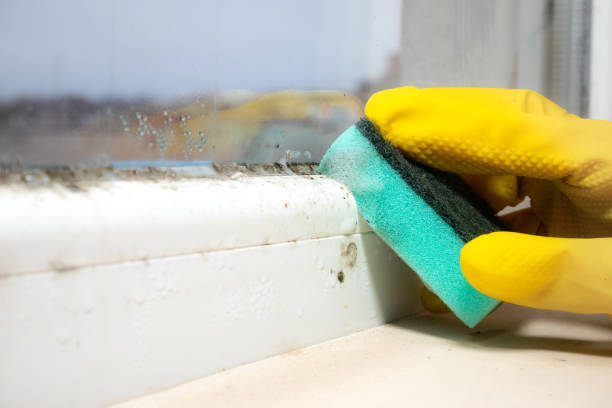 Best Biohazard Mold Removal  in Green Tree, PA